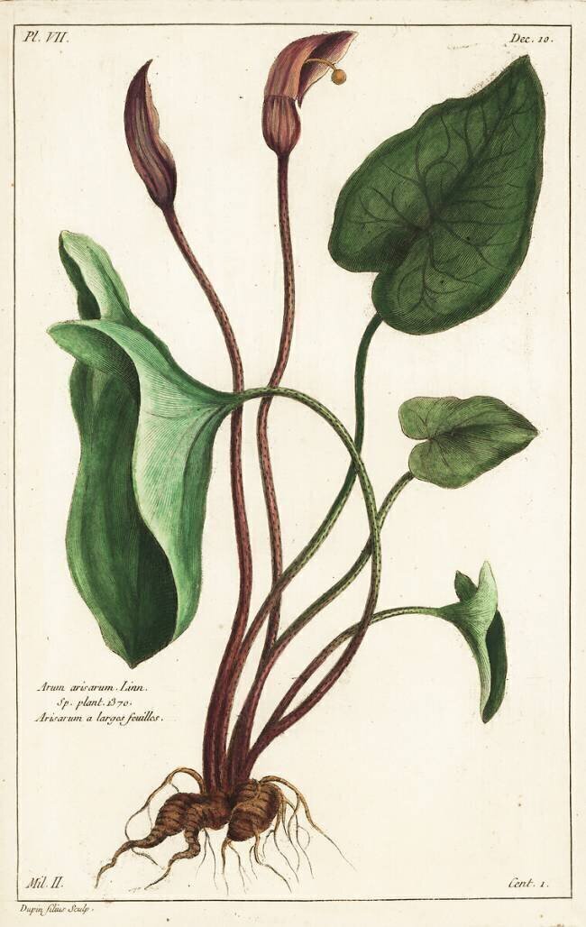 Arum arisarum Linn Dupin