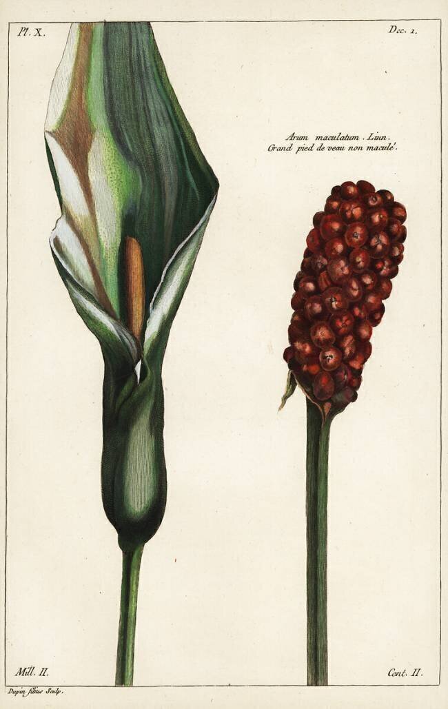 Arum maculatum Dupin