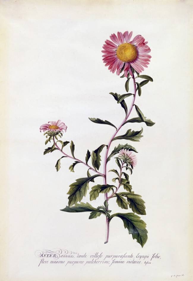 Aster Georg Dionysius Ehret