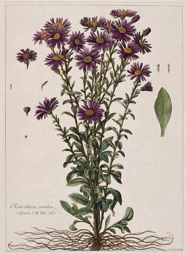 Aster à fleur mauve Nicolas Robert