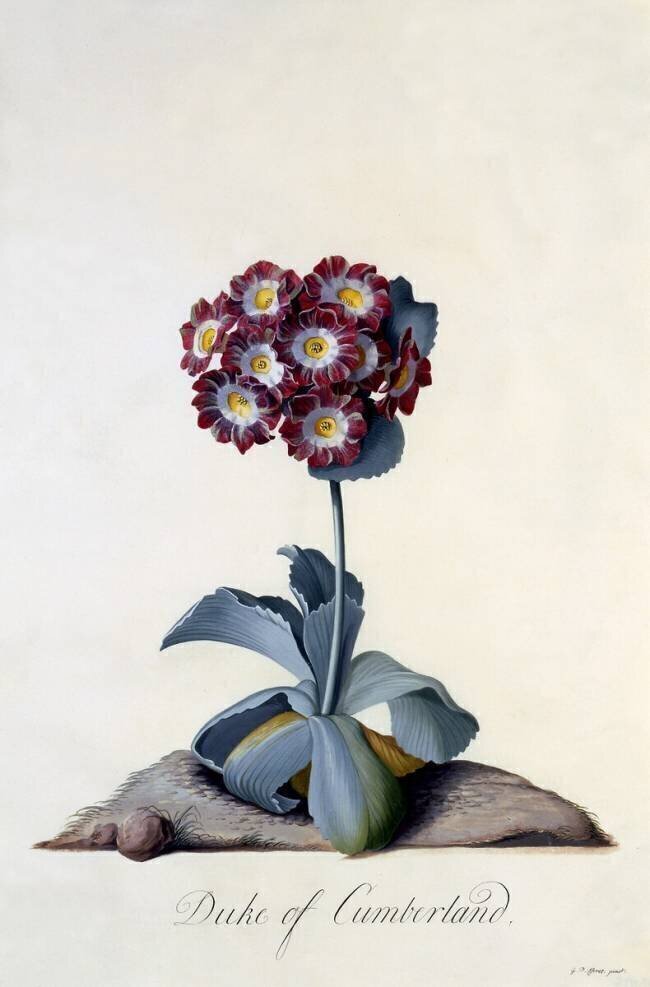 Auricula "Duke of Cumberland" Georg Dionysius Ehret