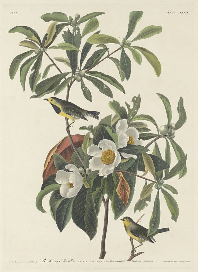 Bachman's Warbler John James Audubon