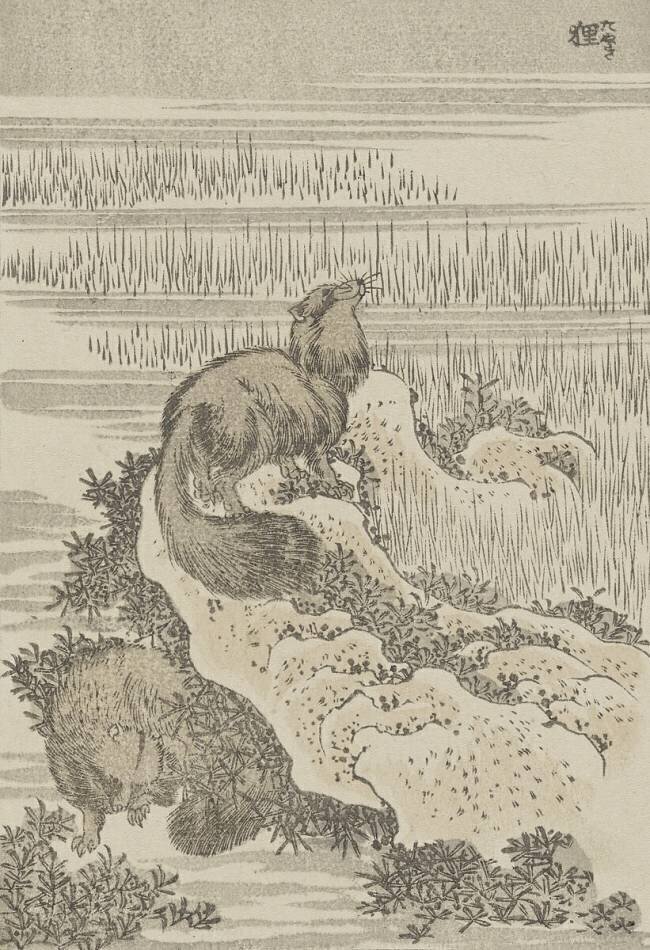 Badger Hokusai