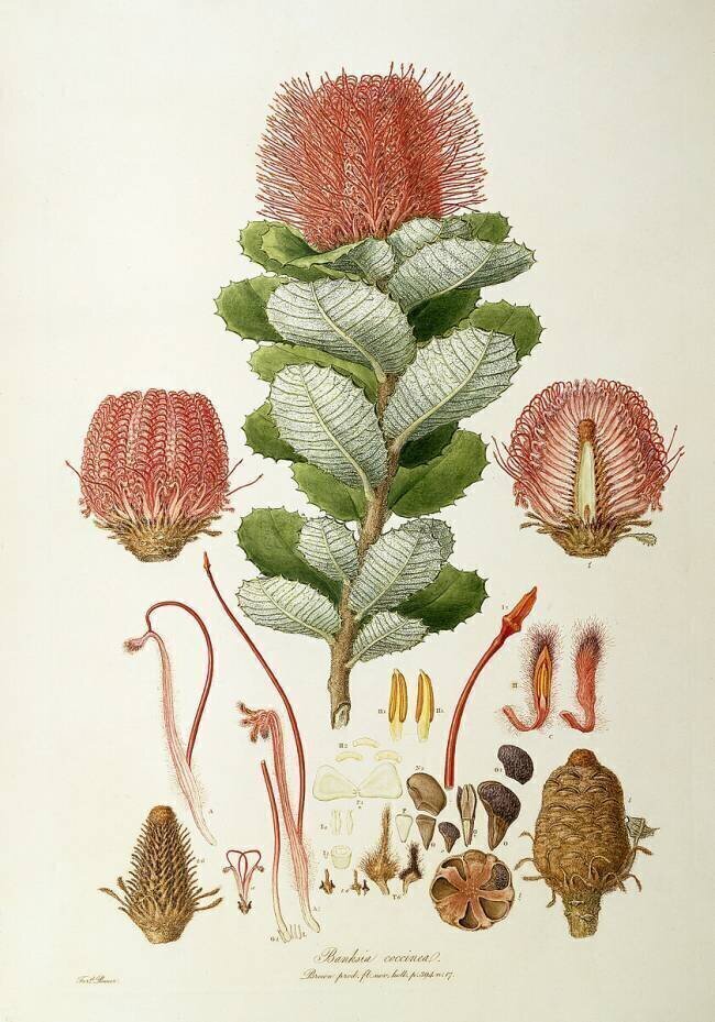 Banksia coccinea Ferdinand Bauer