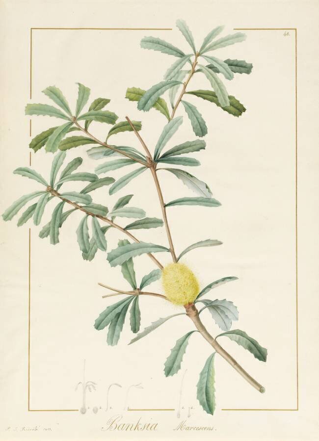 Banksia Marcescens Pierre Joseph Redouté