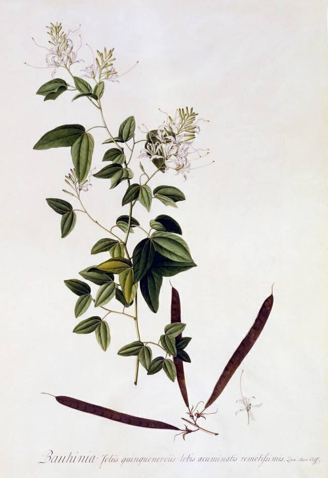 Bauhinia Georg Dionysius Ehret