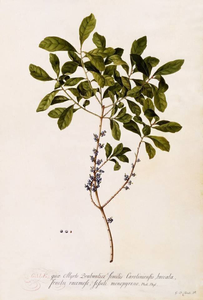 Bayberry or Myrtle Georg Dionysius Ehret