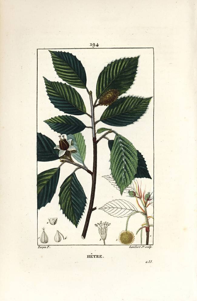 Beech tree Pierre Jean Francois Turpin