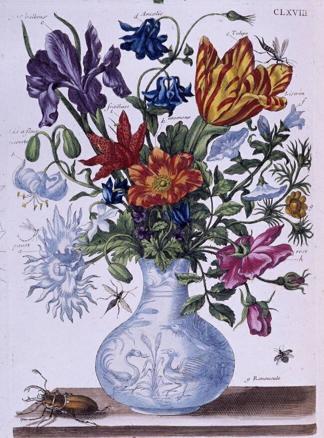 Beetle and different flowers Maria Sibylla Graff Merian