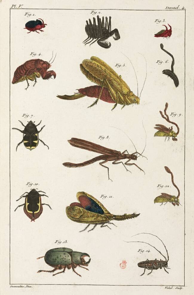 Beetles and other insects anonymous