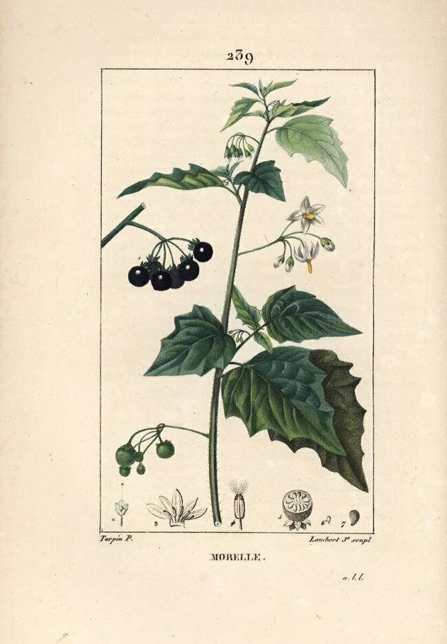 Black nightshade Pierre Jean Francois Turpin