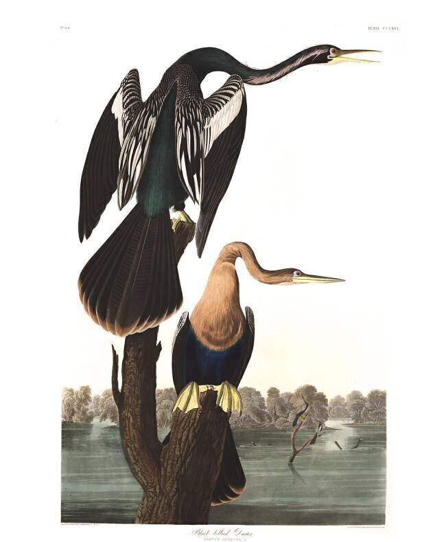 Black-bellied Darter John James Audubon