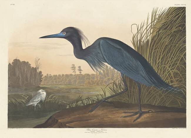 Blue Crane or Heron John James Audubon