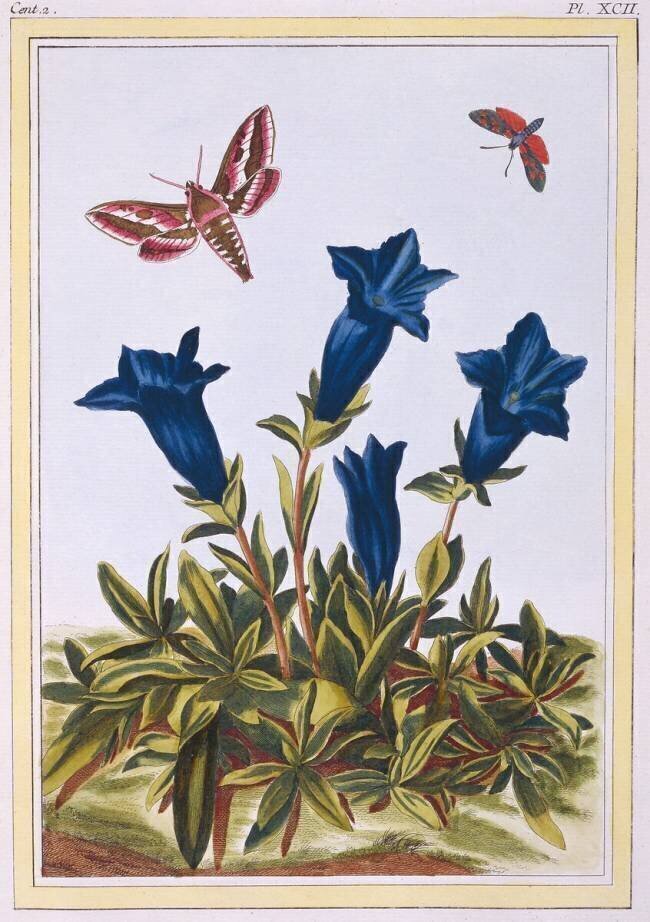 Blue Gentian Pierre-Joseph Buchoz