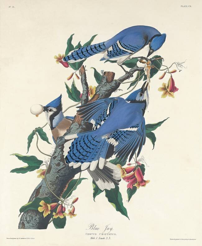 Blue Jay John James Audubon