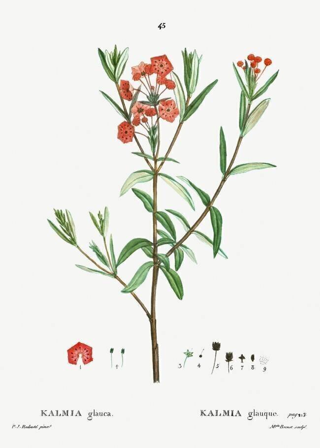 Bog laurel Pierre Joseph Redouté