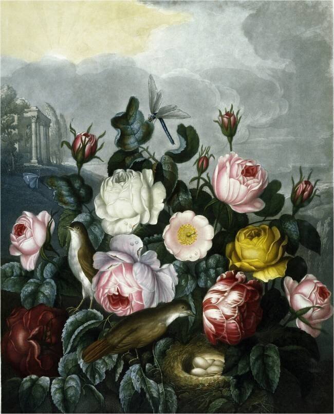 Botanique : Rose-Rosa Robert John Thornton