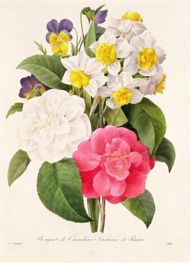 Bouquet of Camellias Pierre Joseph Redouté