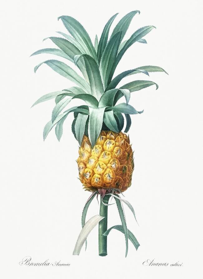 Bromelia Ananas Pierre Joseph Redouté