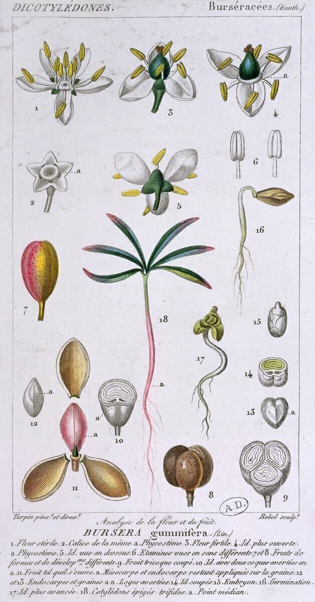 Bursera Gummifera Pierre Jean Francois Turpin