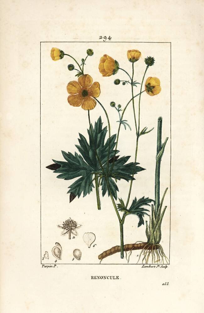 Buttercup - Upright crowfoot Pierre Jean Francois Turpin