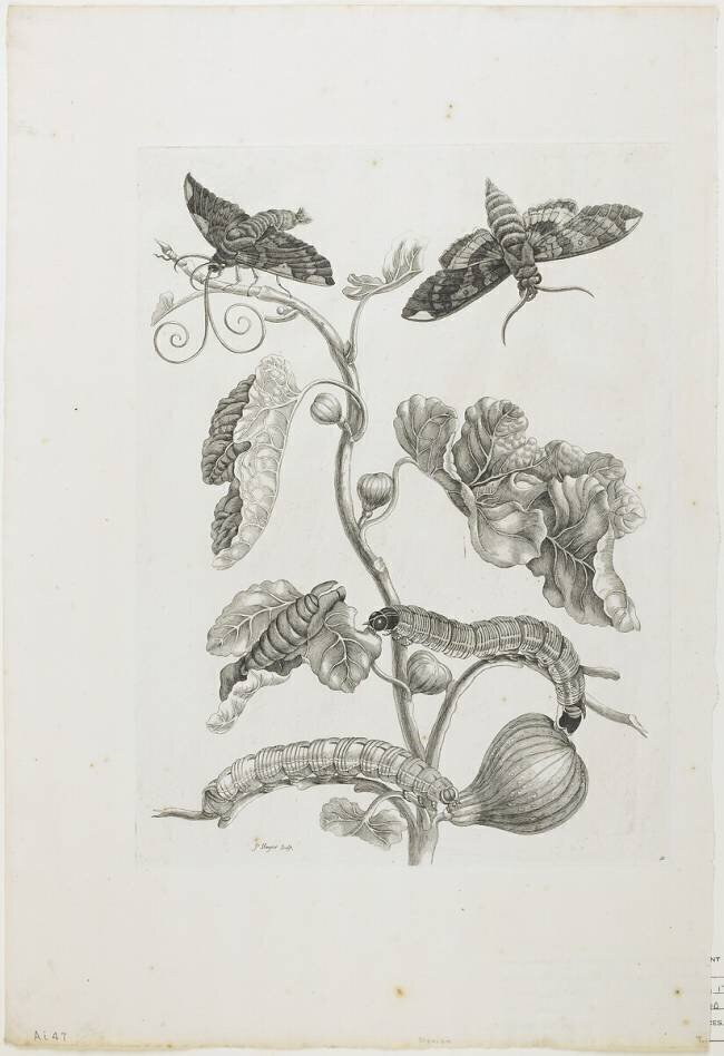 Butterflies Maria Sibylla Graff Merian