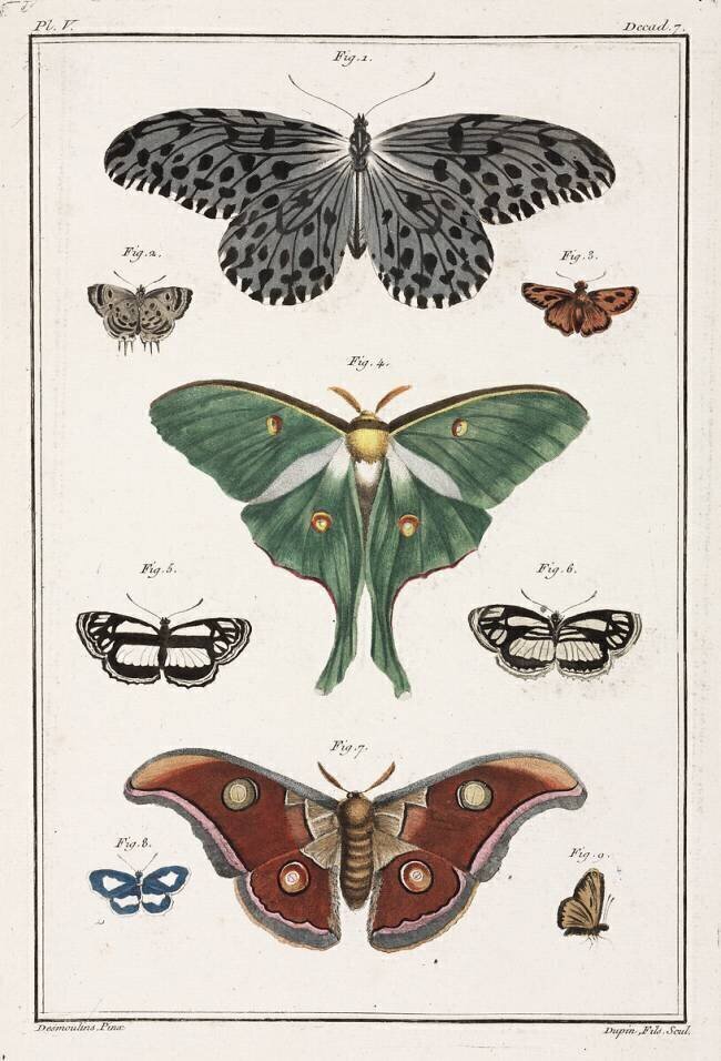 Butterflies anonymous