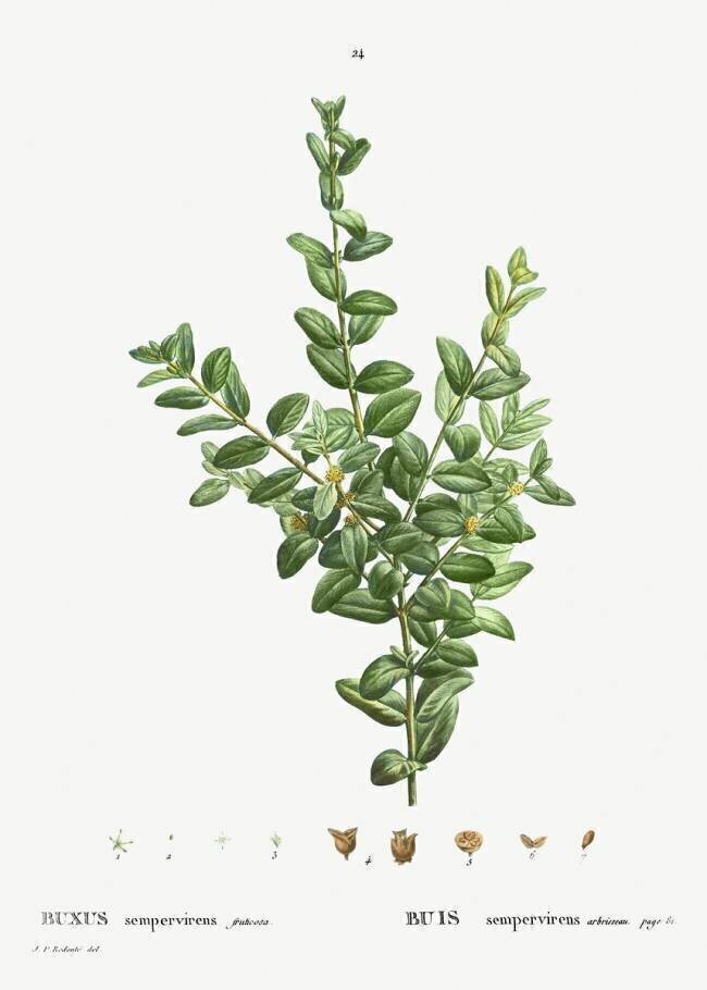 Buxus Pierre Joseph Redouté