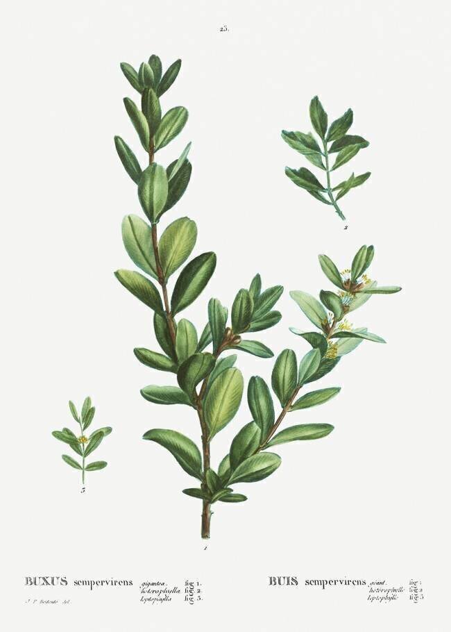 Buxus Pierre Joseph Redouté
