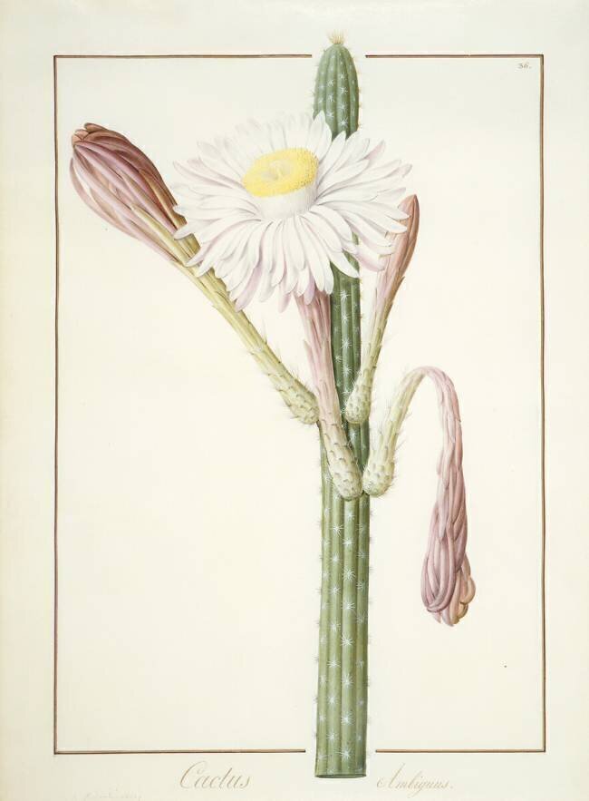 Cactus Ambiguus Pierre Joseph Redouté