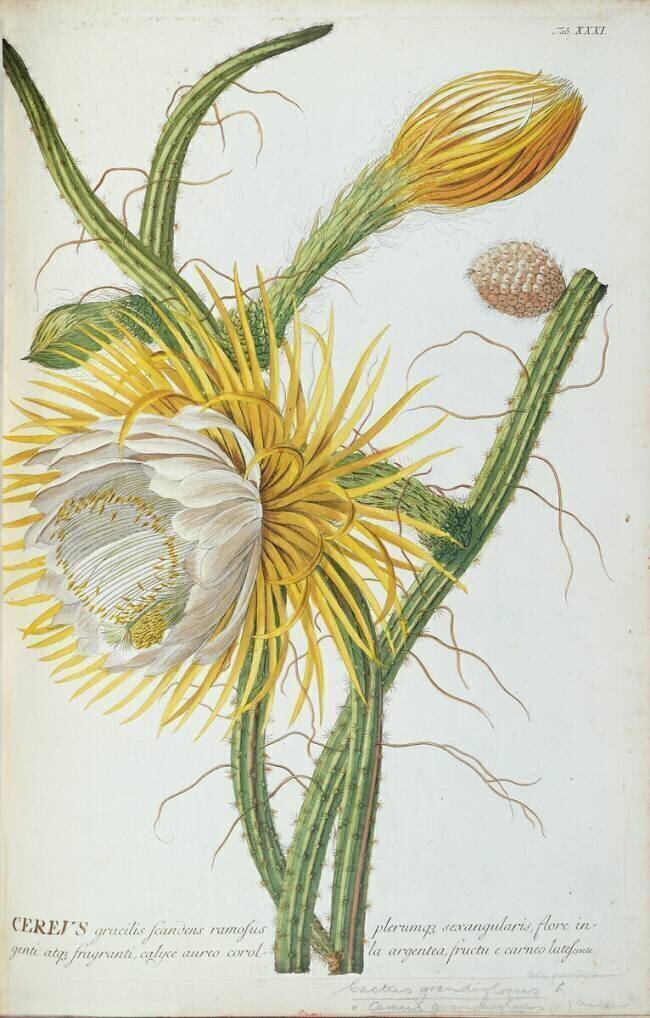 Cactus: Cereus Georg Dionysius Ehret