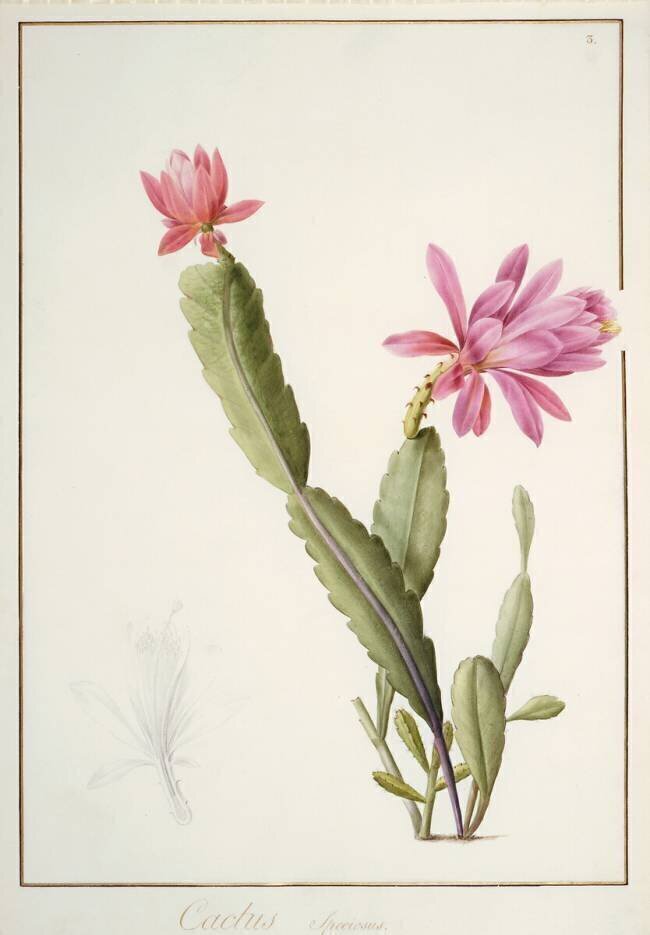 Cactus Speciosus Pierre Joseph Redouté