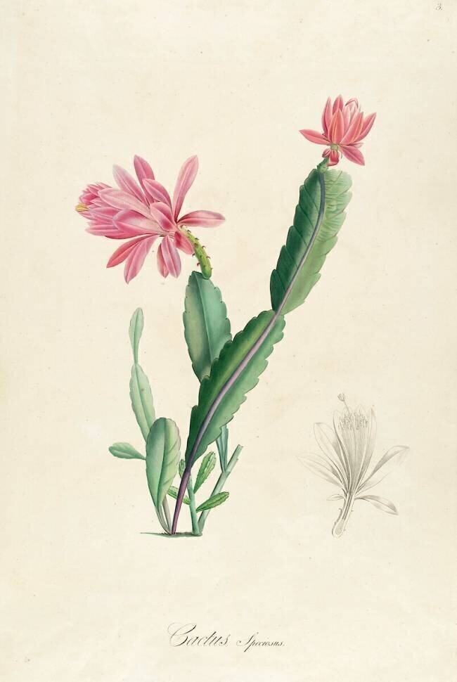 Cactus Speciosus Pierre Joseph Redouté