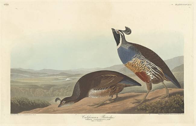 Californian Partridge John James Audubon