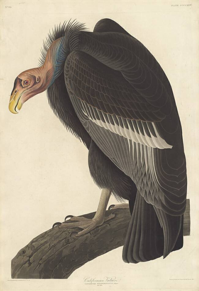 Californian Vulture John James Audubon