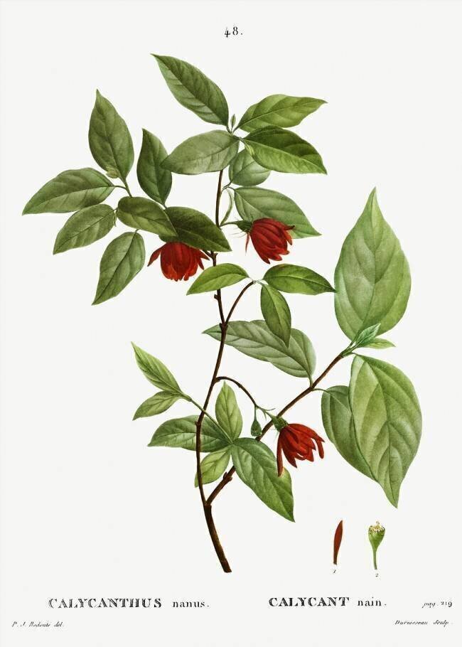 Calycanthus nanus Pierre Joseph Redouté