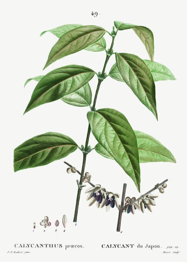 Calycanthus praecox Pierre Joseph Redouté