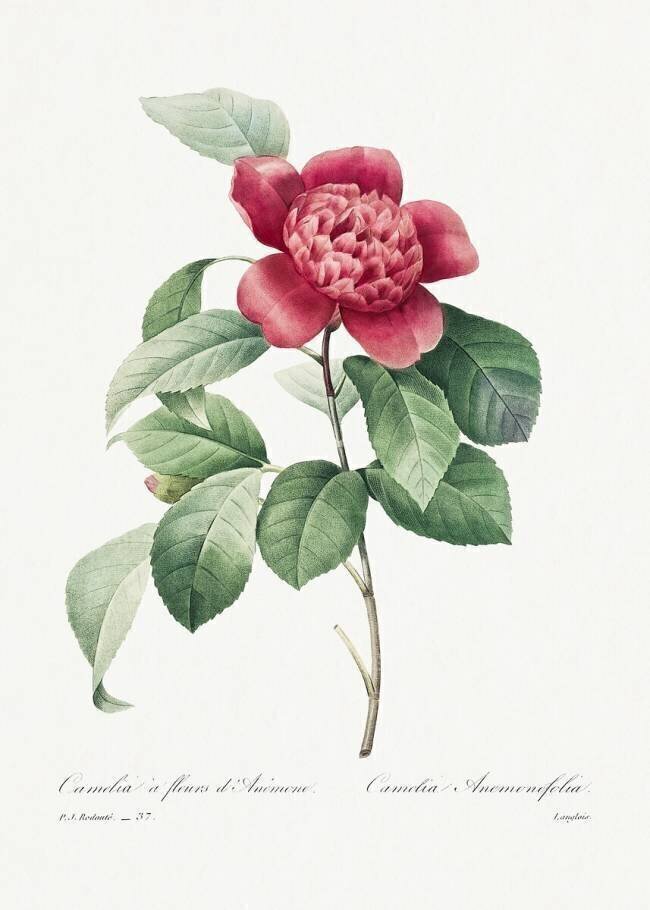 Camelia Pierre Joseph Redouté