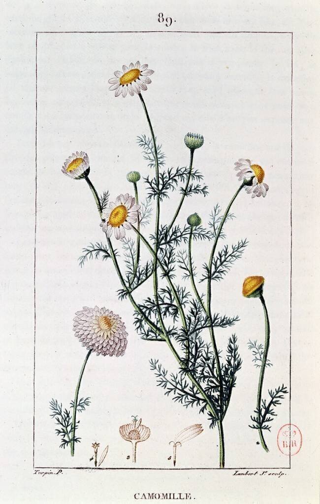 Camomile Pierre Jean Francois Turpin