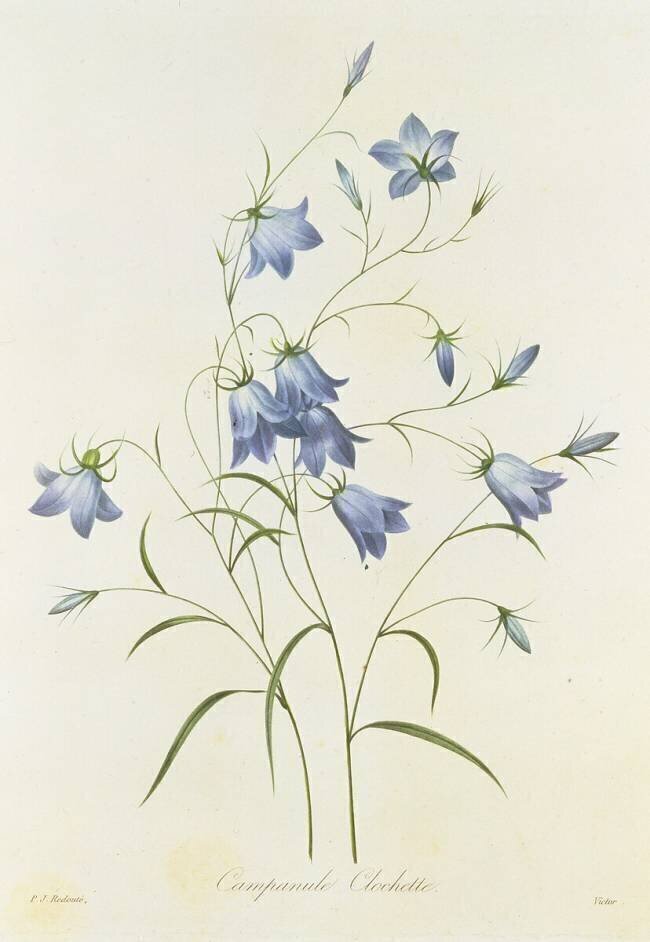 Campanula Pierre Joseph Redouté