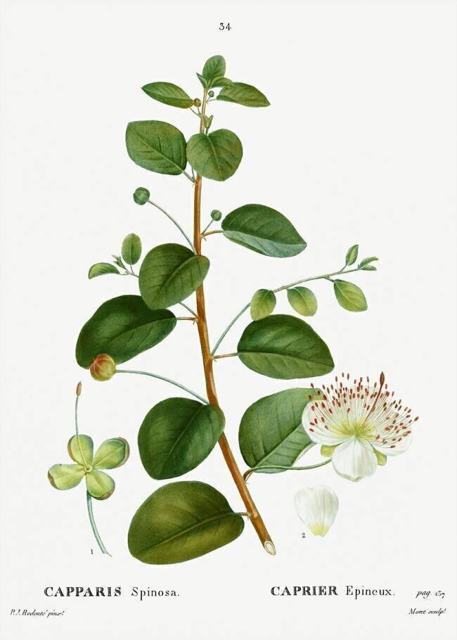 Caper bush Pierre Joseph Redouté