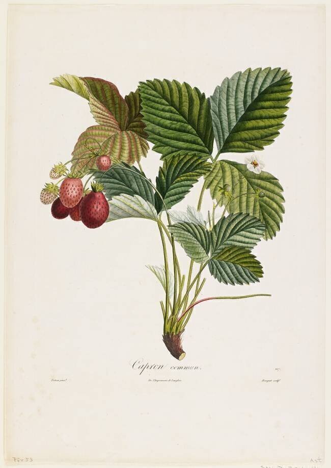 Capron commun Pierre Jean Francois Turpin