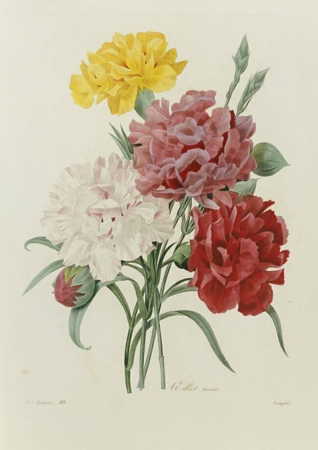 Carnations Pierre Joseph Redouté