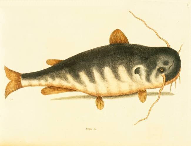 Catfish Mark Catesby