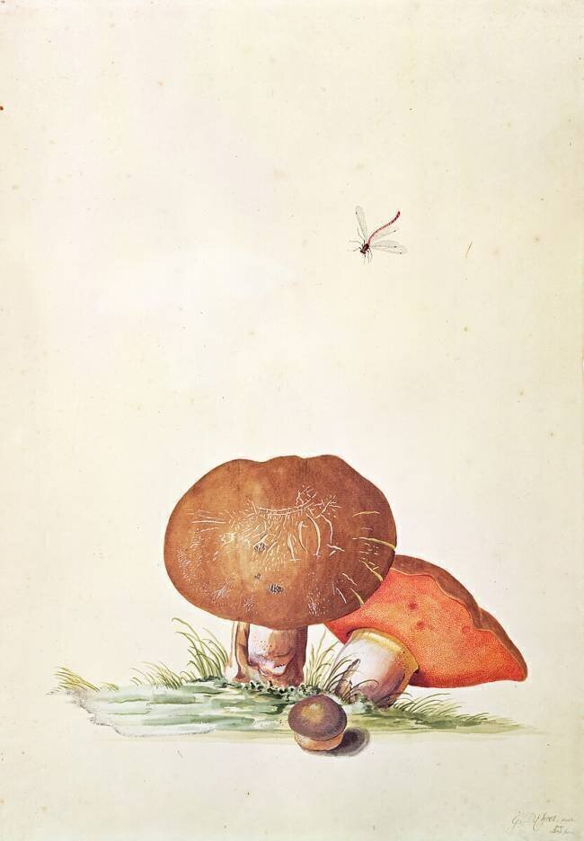 Cep Mushroom with Damsel Dragonfly Georg Dionysius Ehret