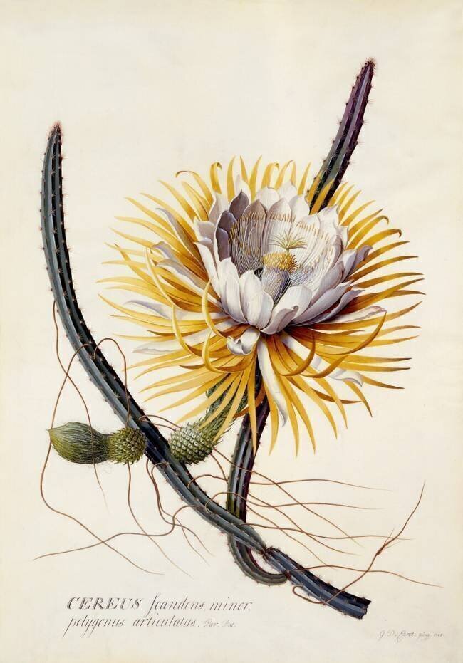 Cereus Georg Dionysius Ehret