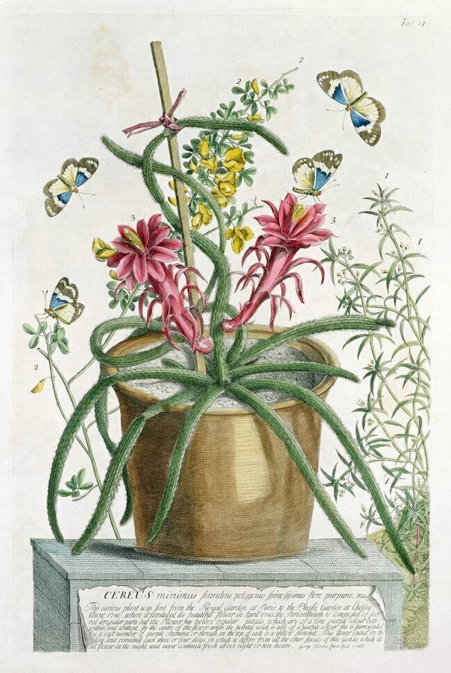 Cereus Minimus Georg Dionysius Ehret