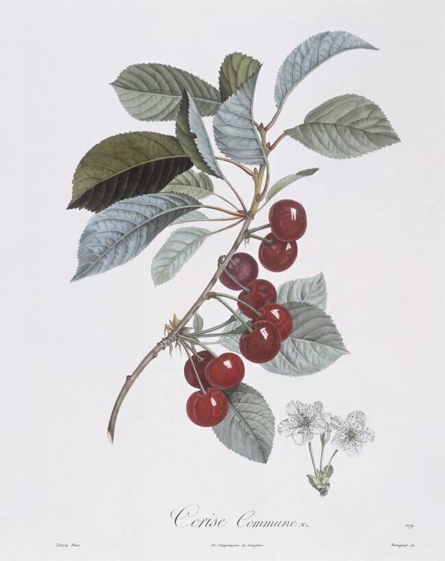 Cherry tree Pierre Jean Francois Turpin