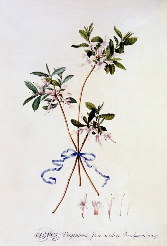 Cistus Virginiana Georg Dionysius Ehret