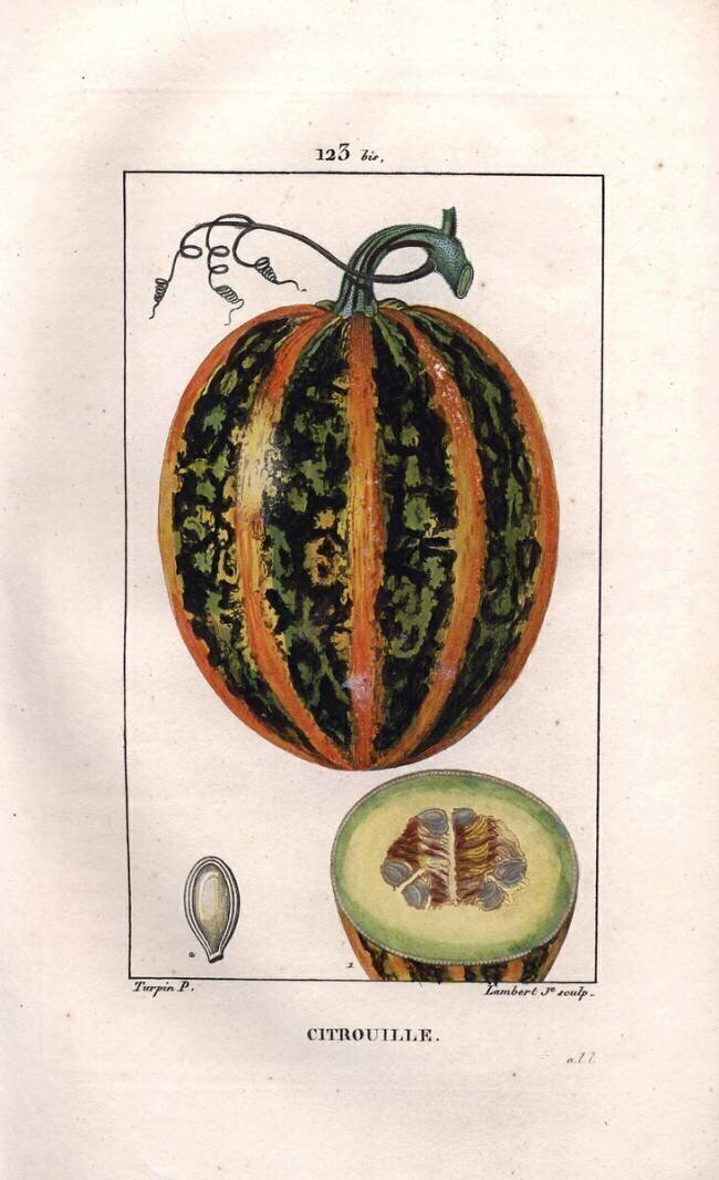 Citrouille Pierre Jean Francois Turpin